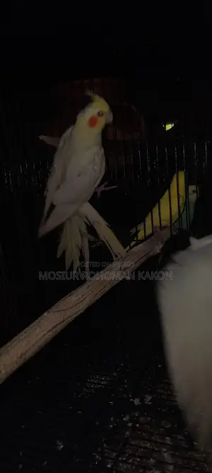 Cockatiel for Sell