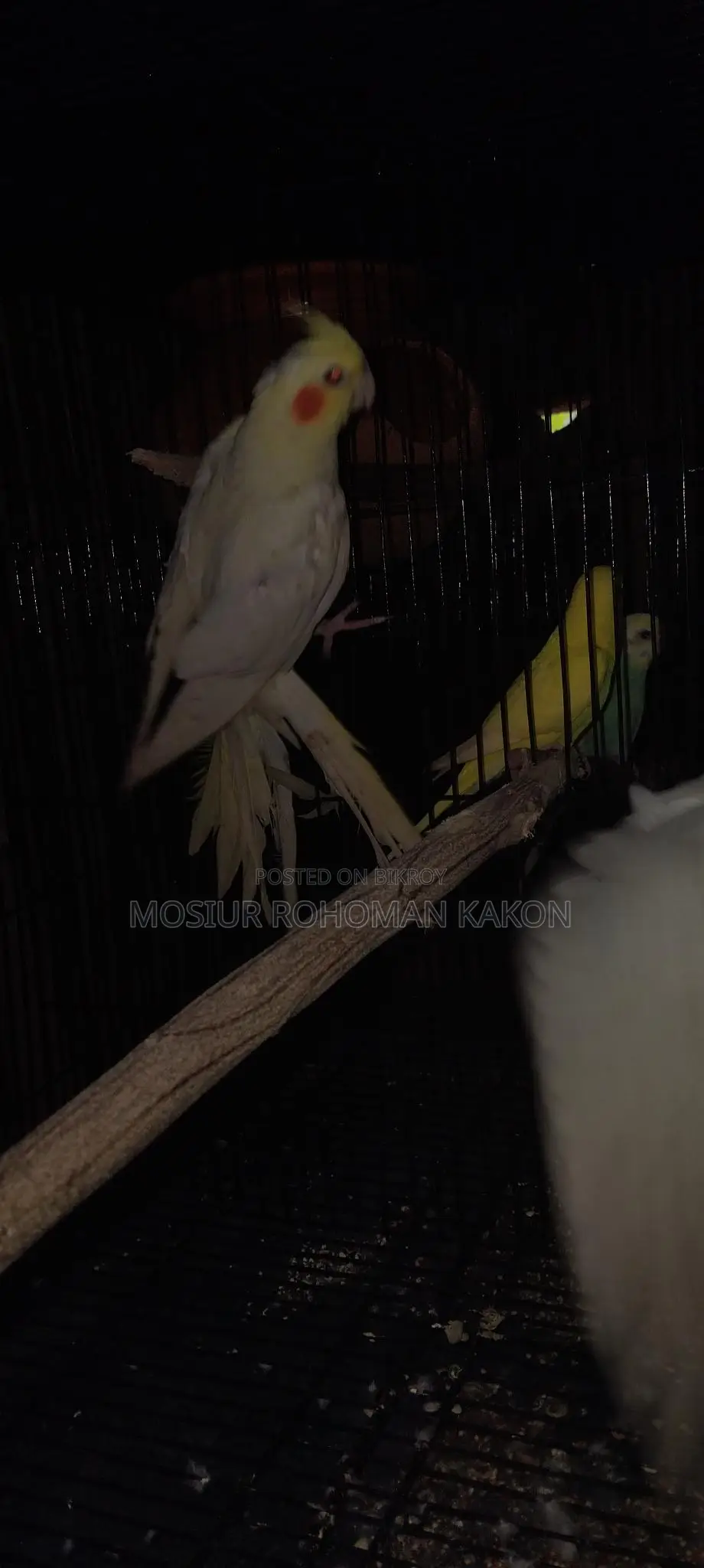Cockatiel for Sell