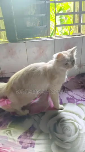 Cat for sale