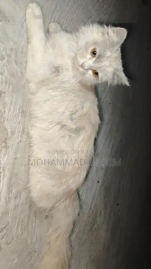 Cat for sale