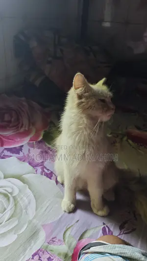 Cat for sale