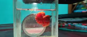 Fighter Fish or Betta