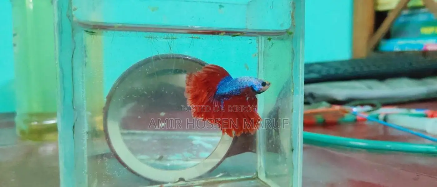 Fighter Fish or Betta