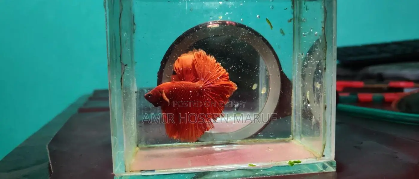 Fighter Fish or Betta