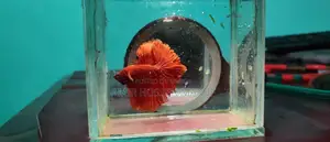 Fighter Fish or Betta