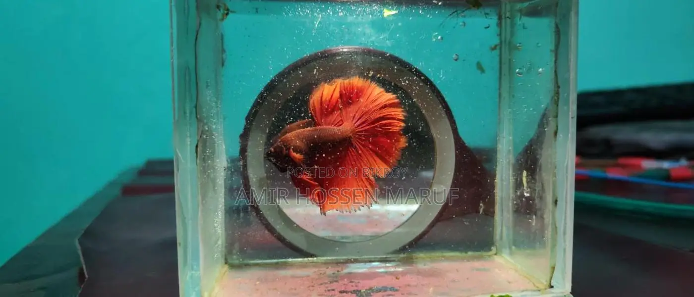 Fighter Fish or Betta