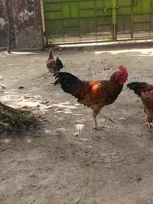 দেশি মুরগি
