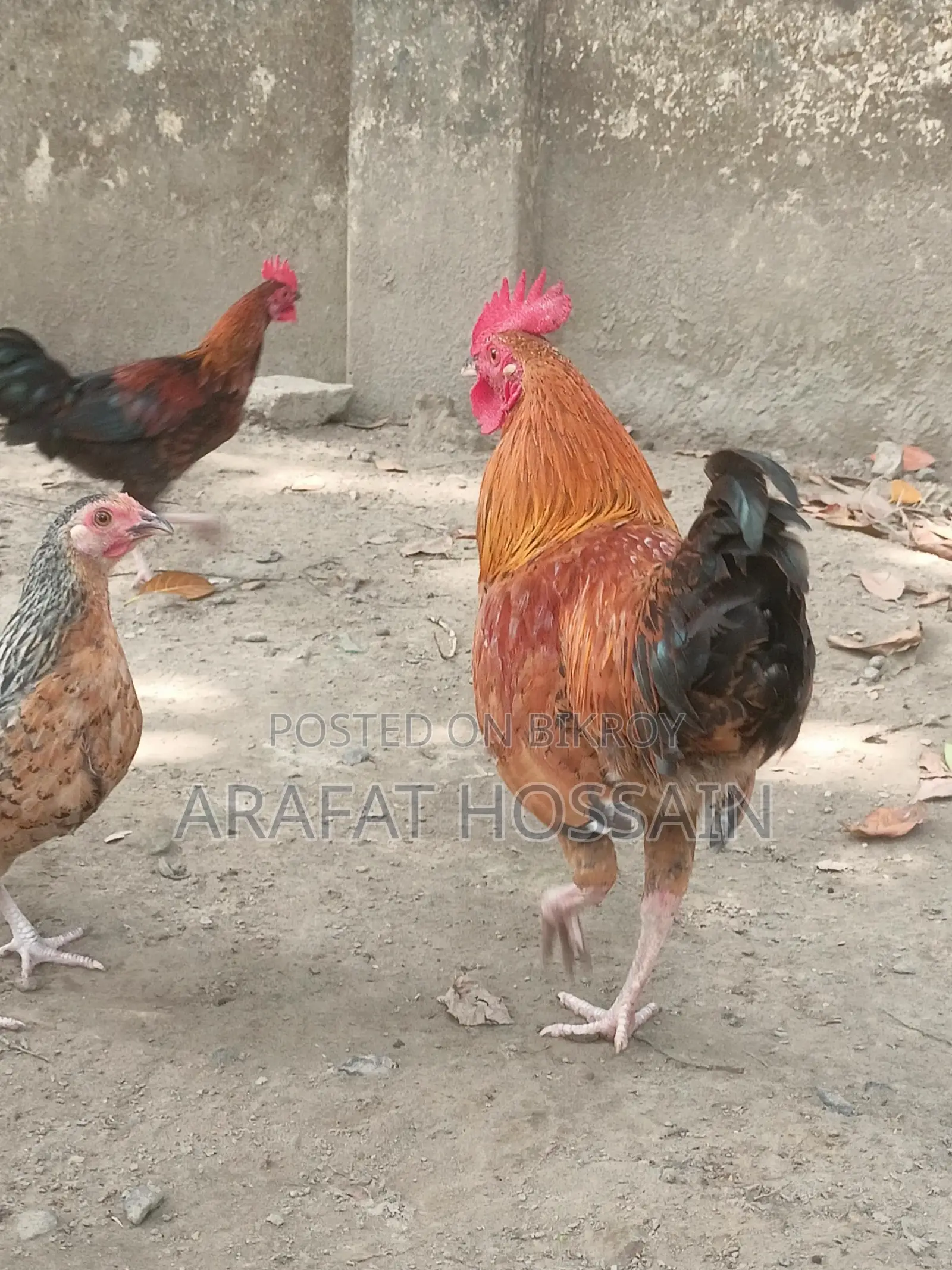 দেশি মুরগি