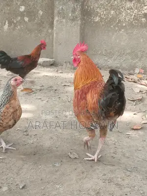 দেশি মুরগি