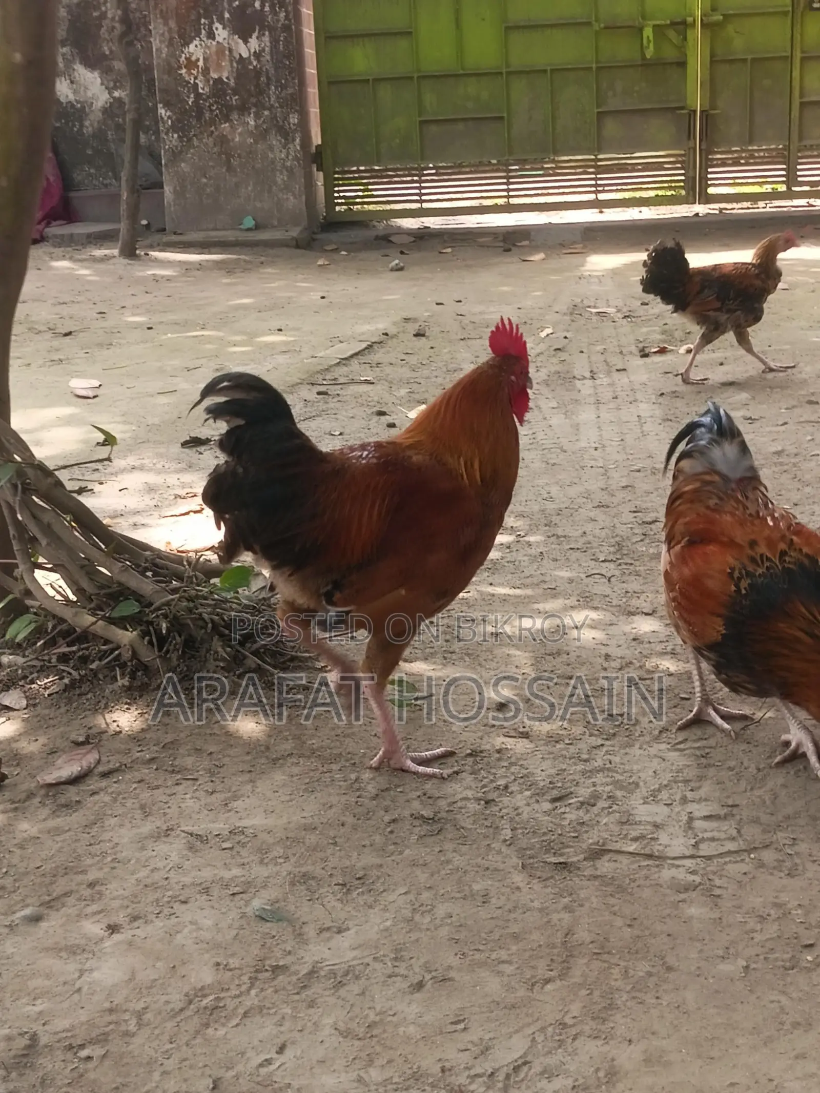 দেশি মুরগি