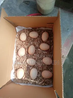 দেশি মুরগি