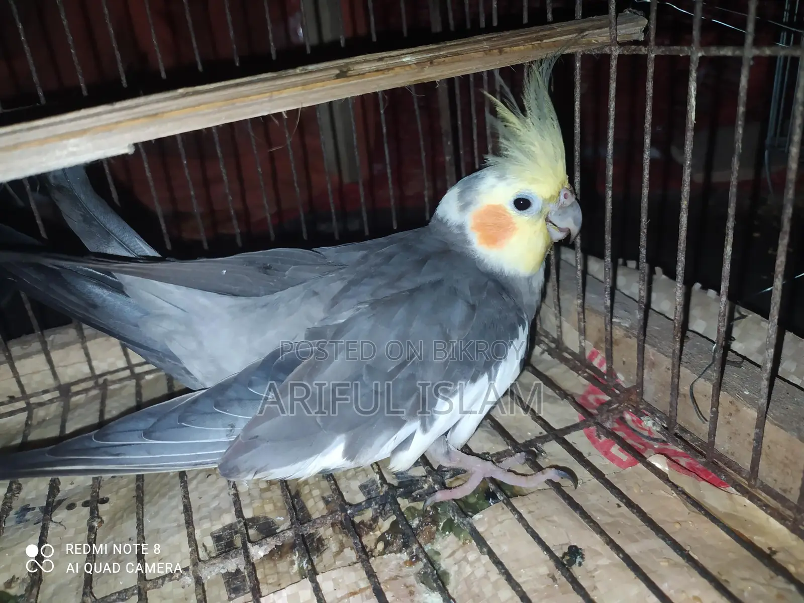 Cockatiel Bird for Sale