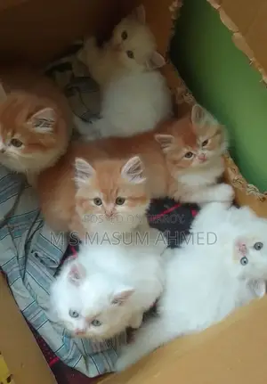 পারশিয়ান বিড়ালের বাচ্চা