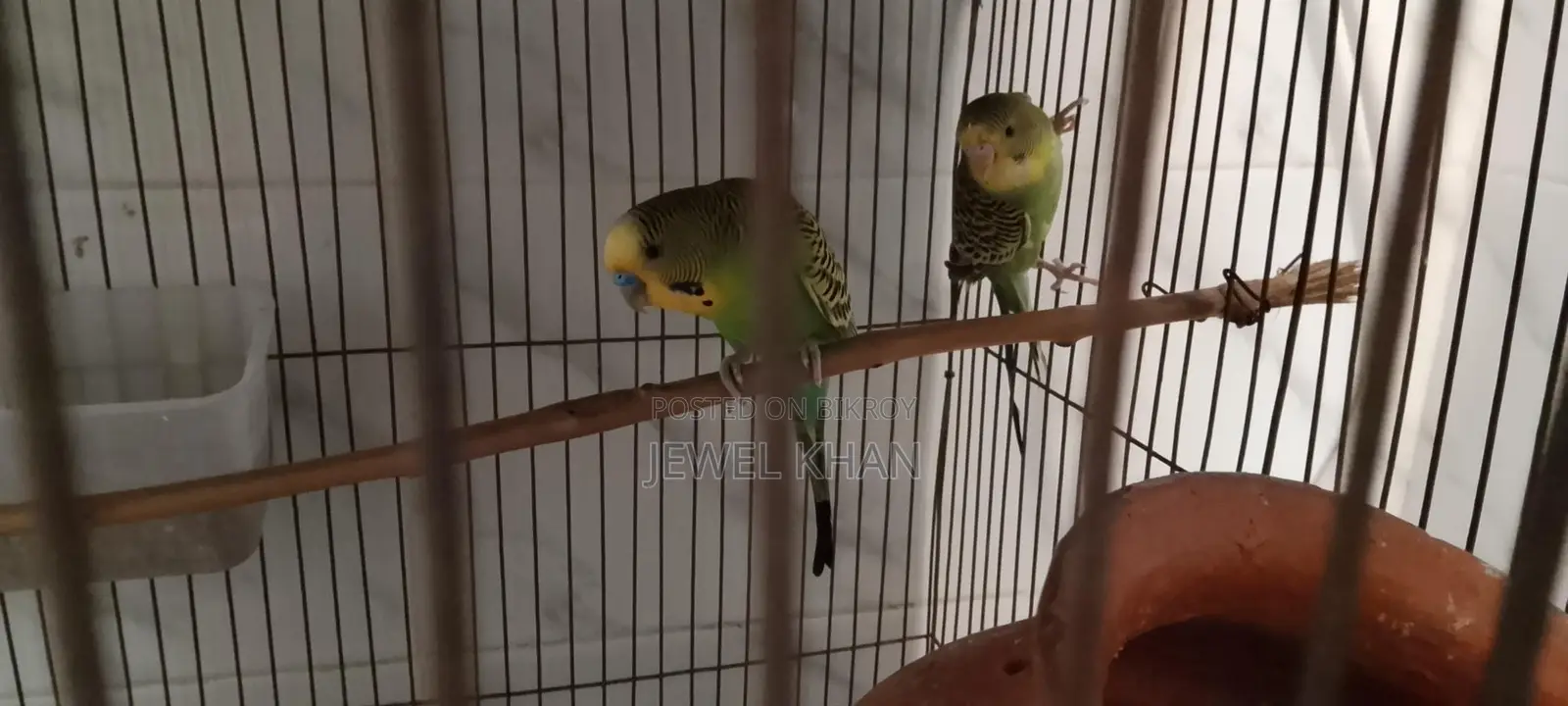 Budgie