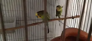 Budgie