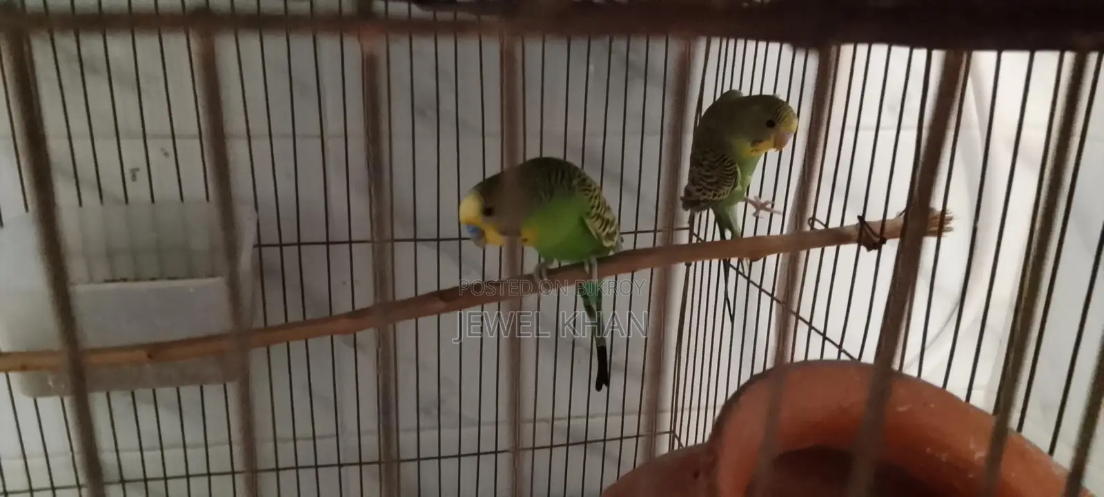 Budgie