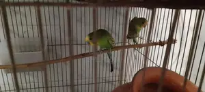 Budgie