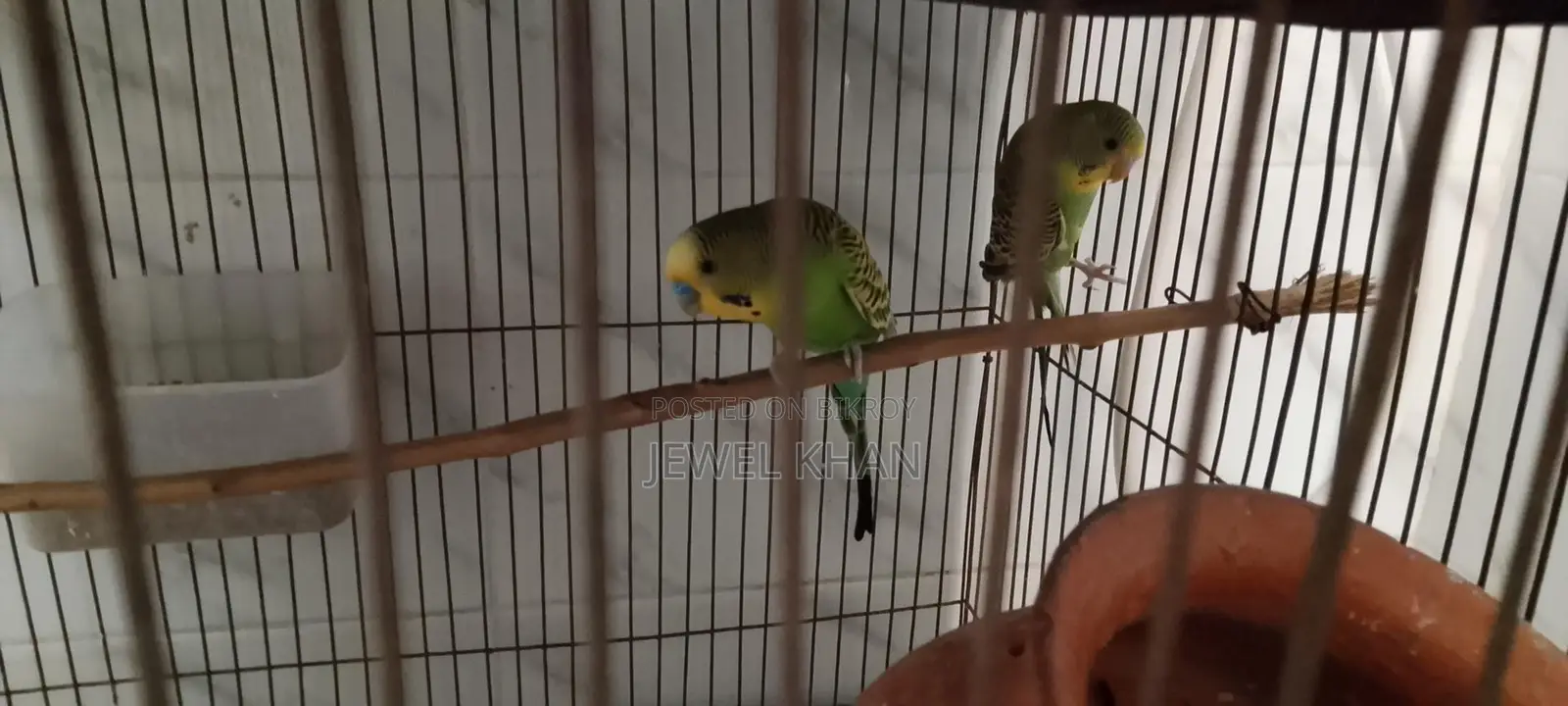 Budgie