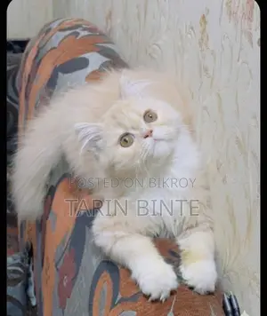 Persian Cat
