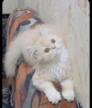 Persian Cat