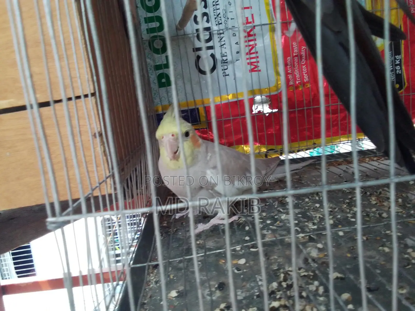 1 piece full adult female cockatiel