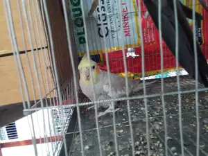 1 pis full adult female cockatiel