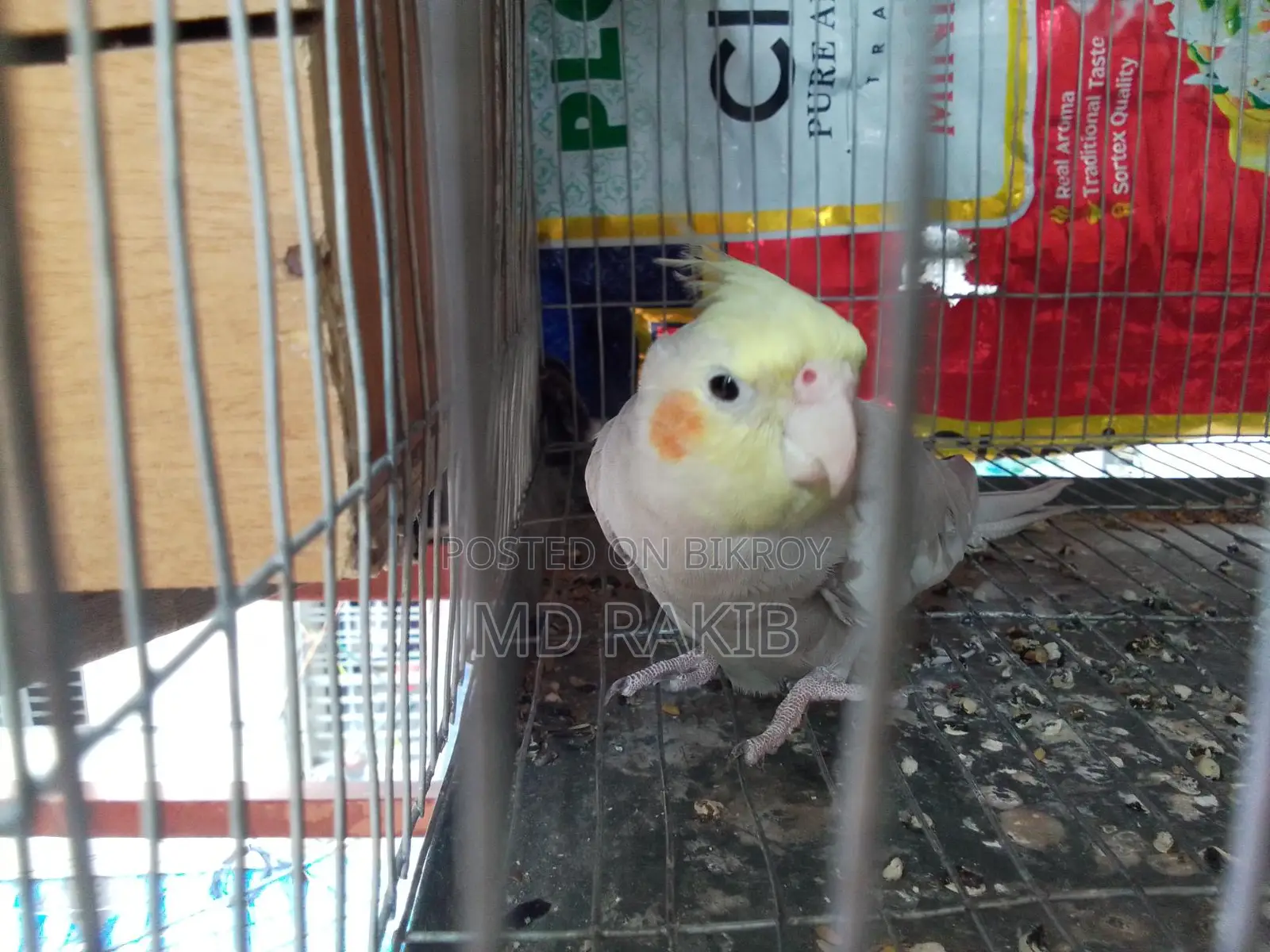 1 piece full adult female cockatiel