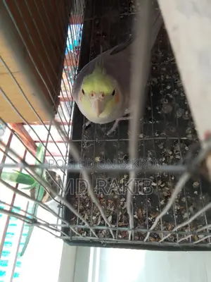 1 piece full adult female cockatiel