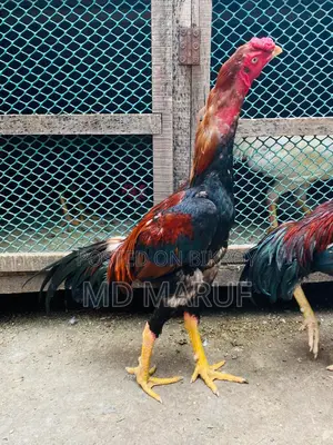 ১২ পিস মোরগ বিক্রি হবে সব গুলা এক সাথে।
