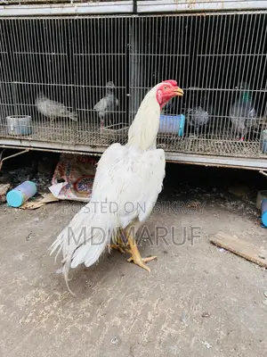 ১২ পিস মোরগ বিক্রি হবে সব গুলা এক সাথে।