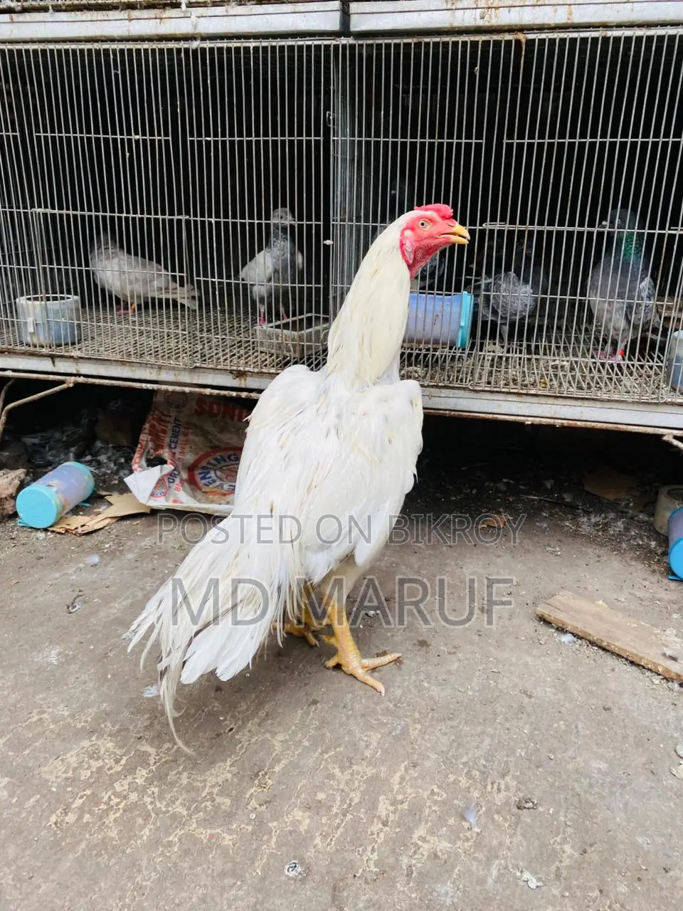 ১২ পিস মোরগ বিক্রি হবে সব গুলা এক সাথে।