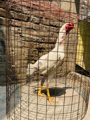 ১২ পিস মোরগ বিক্রি হবে সব গুলা এক সাথে।