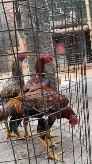 ১২ পিস মোরগ বিক্রি হবে সব গুলা এক সাথে।