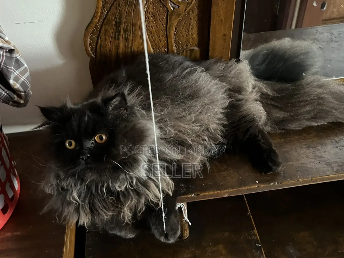 Persian cat