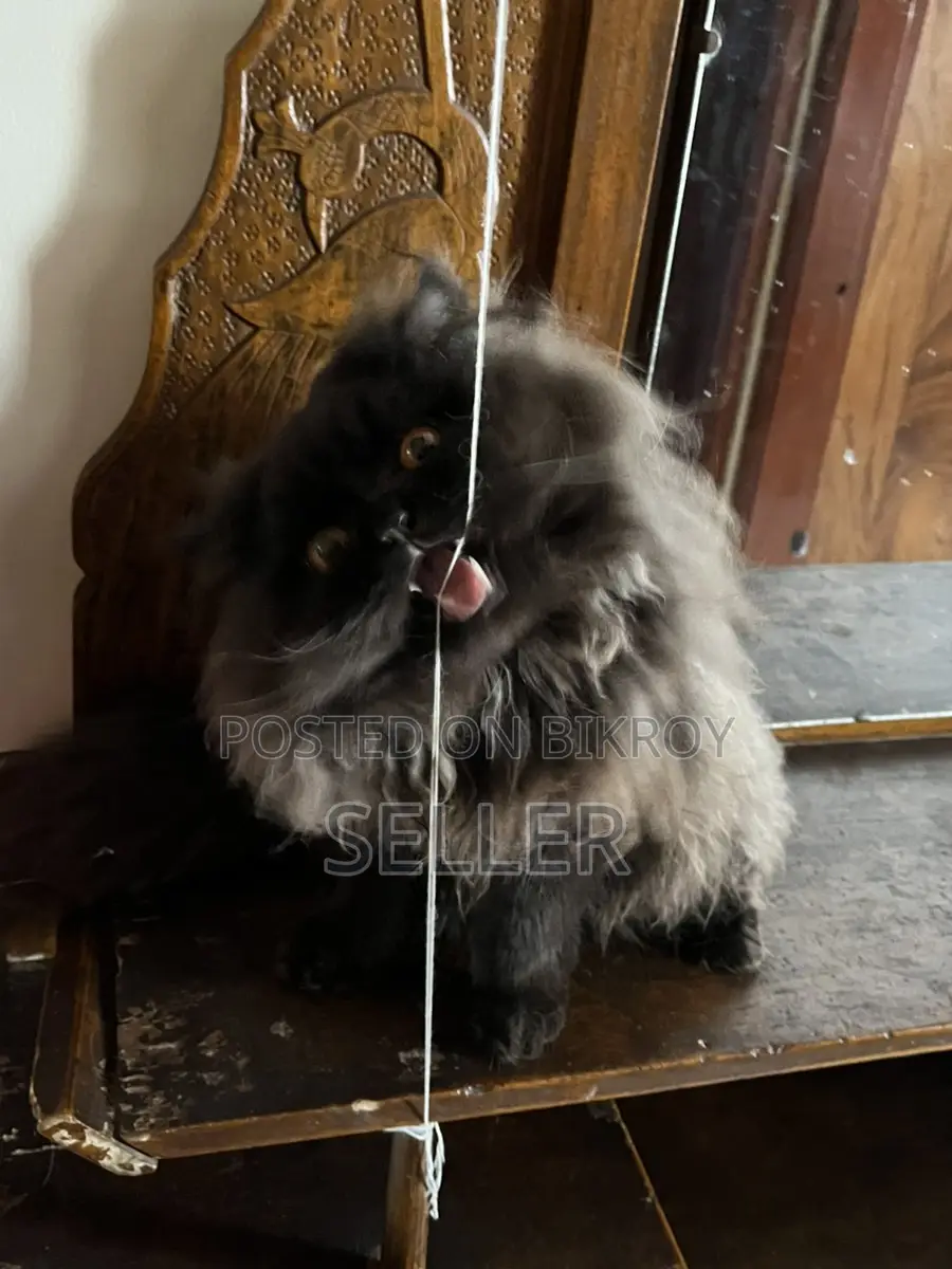 Persian cat