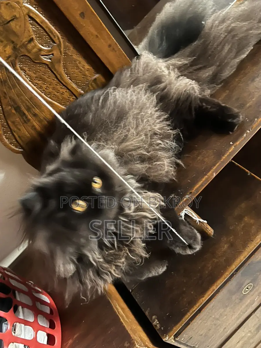 Persian cat
