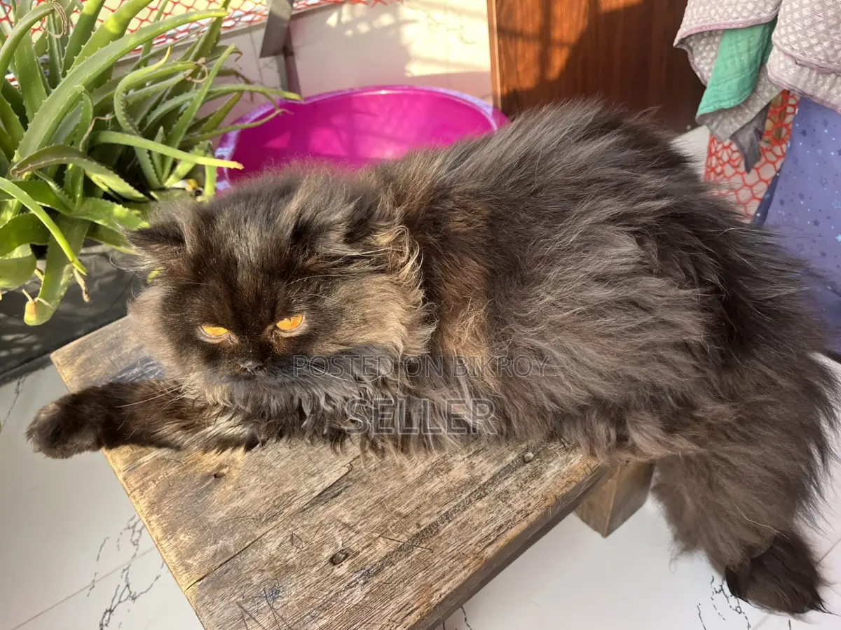 Persian cat