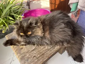Persian cat
