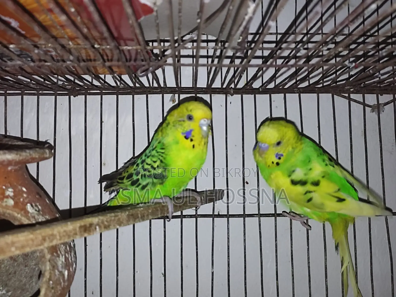 A pair of running Budgie birds