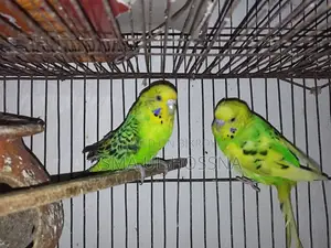 A pair of running Budgie birds