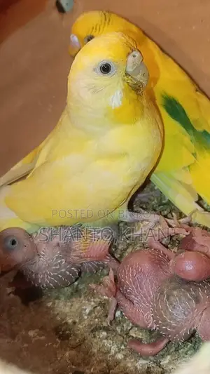 Selling a pair of running Budgie birds with eggs and chicks