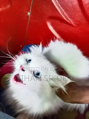 Blue Eyes Female