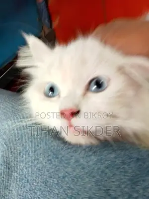 Blue Eyes Female