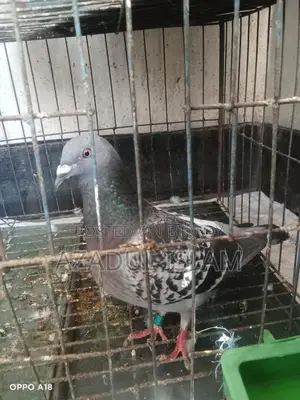 Maski Racer for Sale