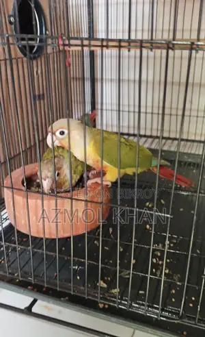 পাইনঅ্যাপল কনুর রেড ফ্যাক্টর