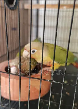 পাইনঅ্যাপল কনুর রেড ফ্যাক্টর