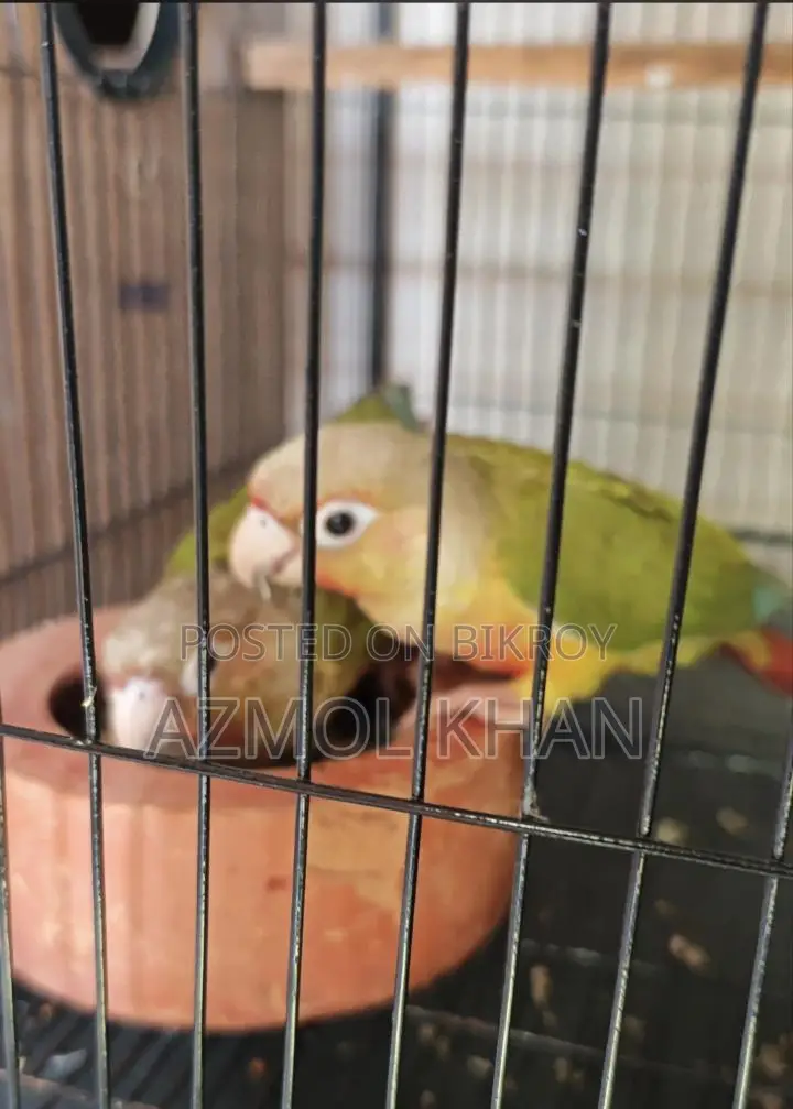 পাইনঅ্যাপল কনুর রেড ফ্যাক্টর