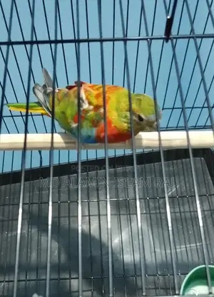 Turquoise Bird