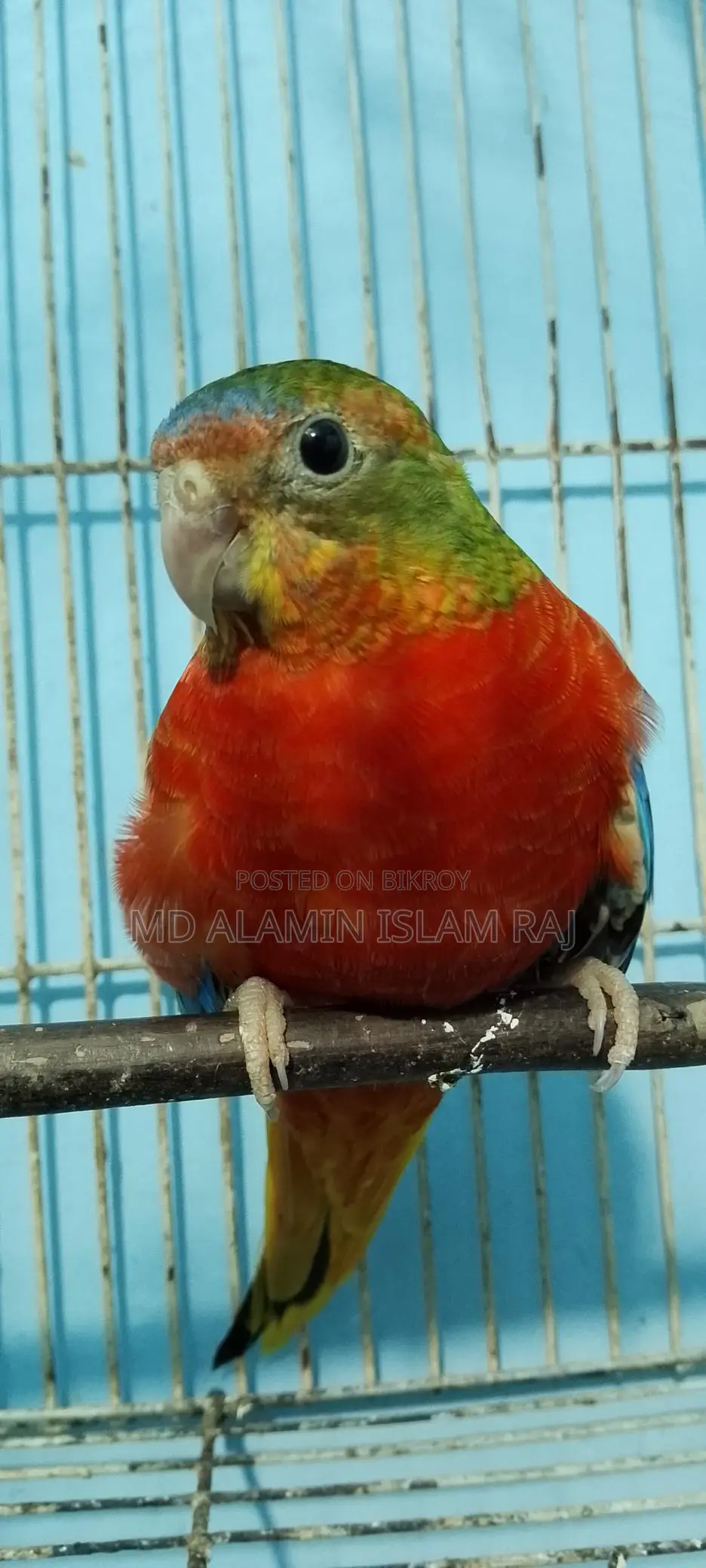 Turquoise Bird