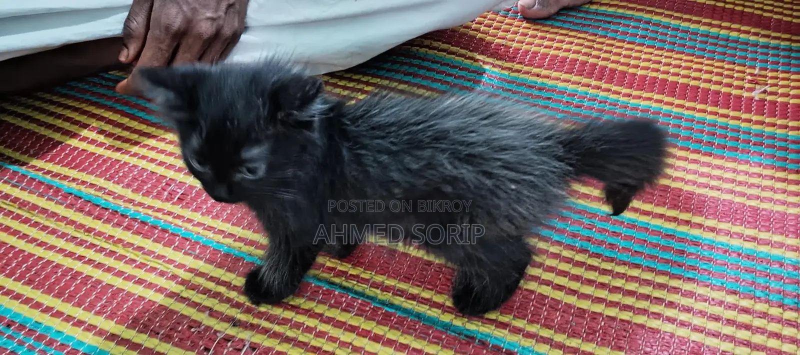 Cat for sale